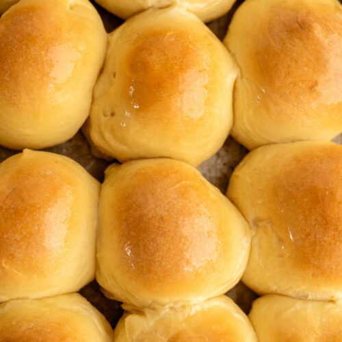 Golden, freshly baked dinner rolls arranged in rows.